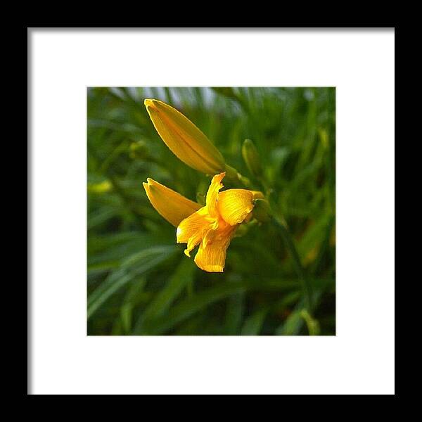 Beautiful Framed Print featuring the photograph Pretty Little Flower. #pretty #flower by Becca Watters