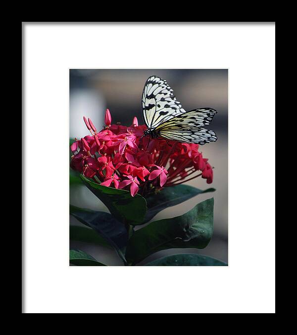 Pink Flower With Black And White Butterfly Framed Print featuring the photograph Pretty On Pink by Amee Cave