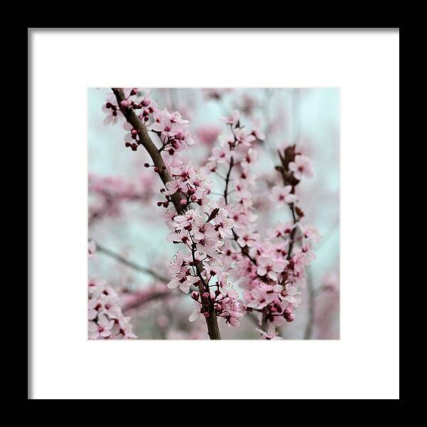 Pink Framed Print featuring the photograph Pretty Pink Flowering Tree by P S