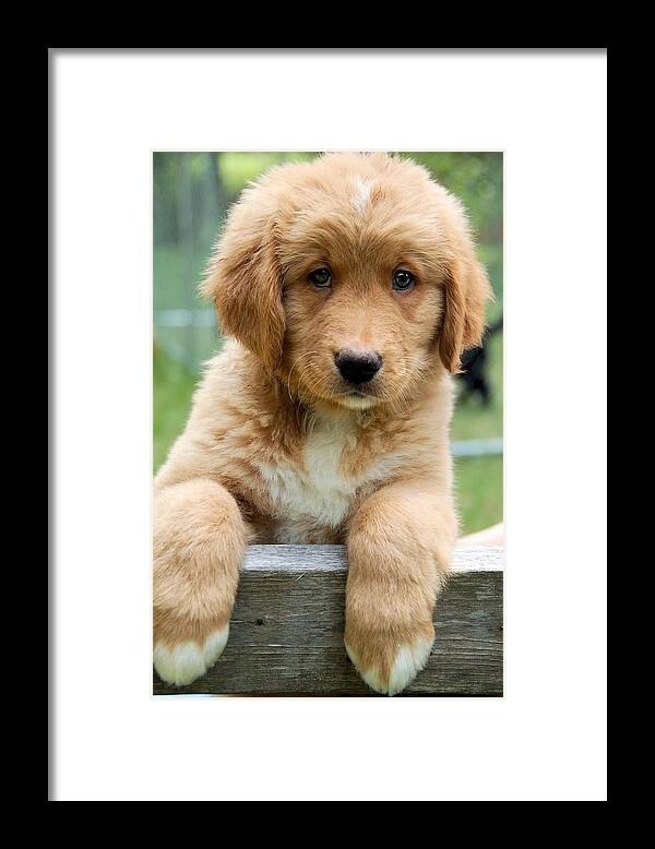 Puppy Framed Print featuring the photograph Pretty Please by Valerie Kirkwood