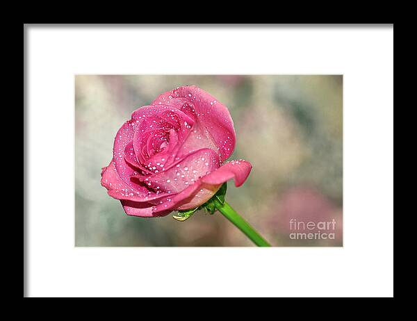Photography Framed Print featuring the photograph Pretty Rose by Kaye Menner