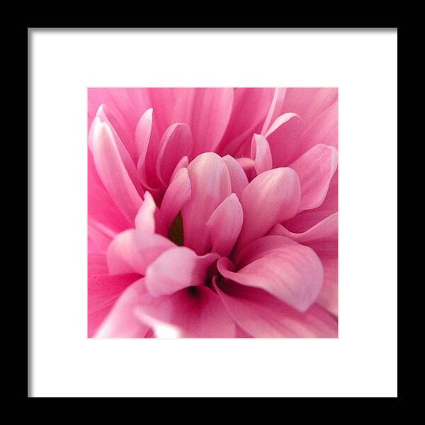 Beautiful Framed Print featuring the photograph #prettyinpink #flowers #lovely by Marian Alleva