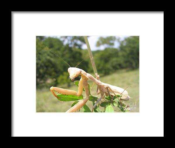 Bug Framed Print featuring the photograph Preying Mantis by Mark Robbins