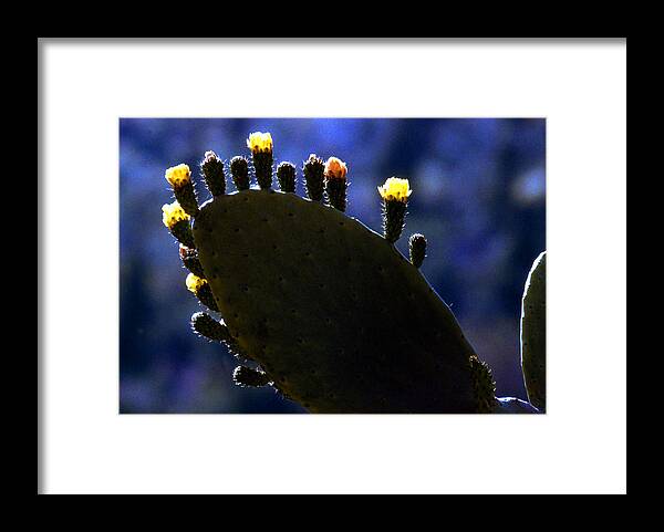 Bloom Framed Print featuring the photograph Prickly pear cactus with buds by Emanuel Tanjala