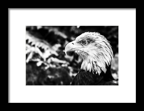 Pride Framed Print featuring the photograph Pride by Nicholas Evans