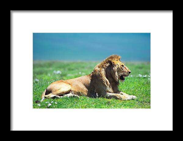 Africa Framed Print featuring the photograph Pride by Sebastian Musial