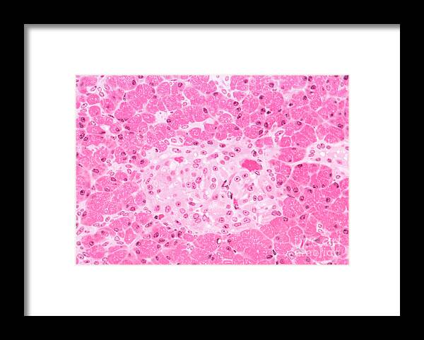 Light Microscopy Framed Print featuring the photograph Primate Pancreas by M. I. Walker