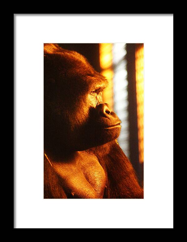 Hovind Framed Print featuring the photograph Primate Reflecting by Scott Hovind