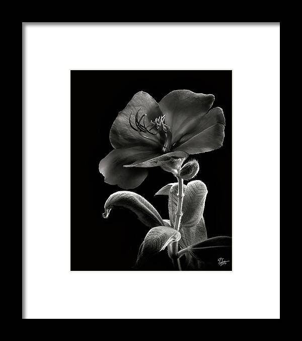 Flower Framed Print featuring the photograph Princess Flower in Black and White by Endre Balogh