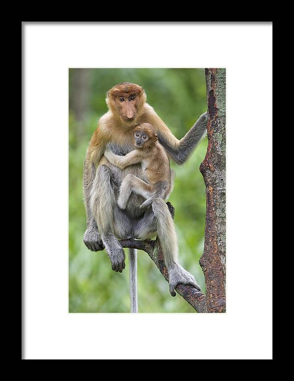 00479421 Framed Print featuring the photograph Proboscis Monkey Female And Six Week by Suzi Eszterhas