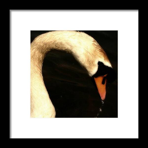 Arched Framed Print featuring the photograph Proud Beauty by Abbie Shores