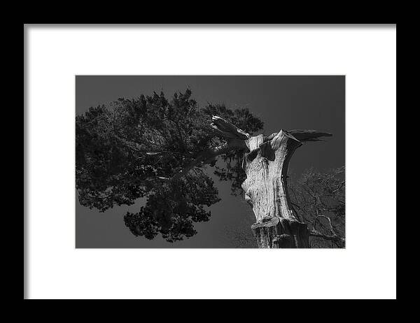 Black And White Framed Print featuring the photograph Proud by Mario Celzner