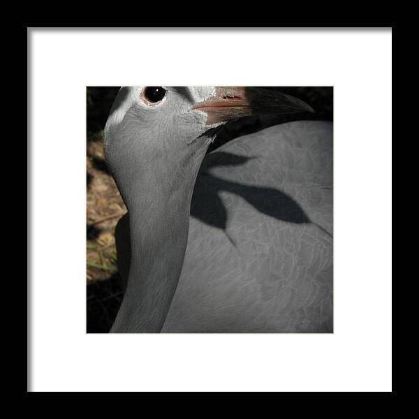 Bird Framed Print featuring the photograph psst I see you by Kim Galluzzo