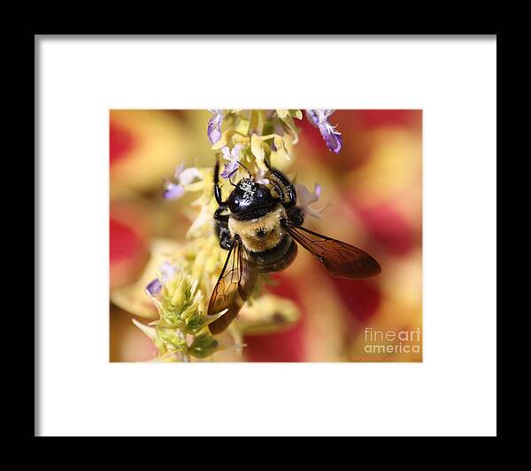 Bee Framed Print featuring the photograph Psychedelic Sting by Veronica Batterson
