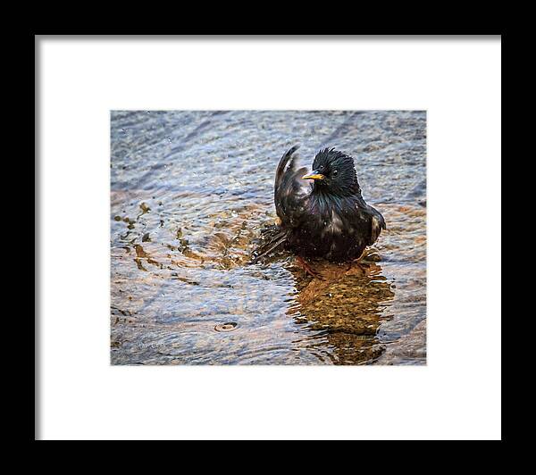 Starling Framed Print featuring the photograph Public Bathing by Bob Orsillo