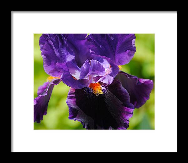 Beautiful Iris Framed Print featuring the photograph Purple and Orange Iris 3 by Jai Johnson