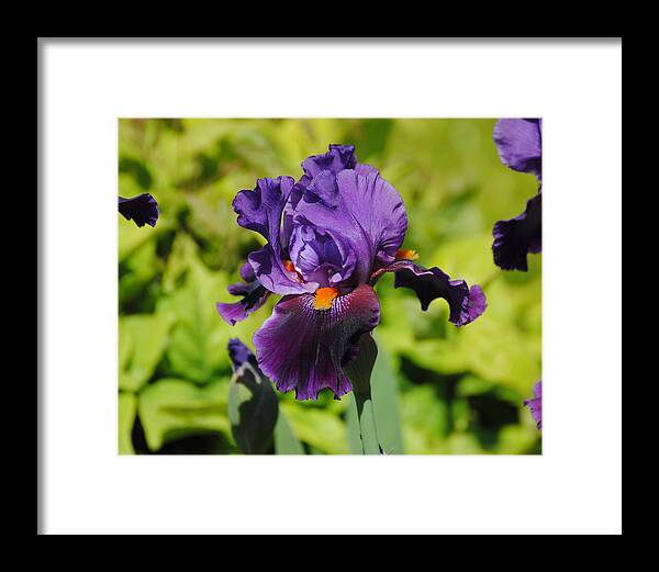 Beautiful Iris Framed Print featuring the photograph Purple and Orange Iris Flower by Jai Johnson