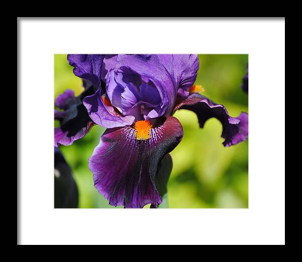 Beautiful Iris Framed Print featuring the photograph Purple and Orange Iris II by Jai Johnson