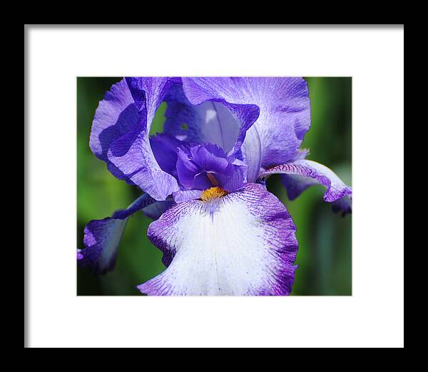Beautiful Iris Framed Print featuring the photograph Purple and White Iris Flower by Jai Johnson
