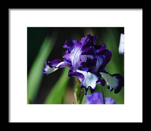 Beautiful Framed Print featuring the photograph Purple and White Iris by Jai Johnson