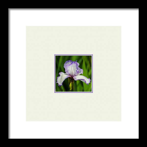 beautiful Iris Framed Print featuring the photograph Purple and White Iris Photo Square by Jai Johnson