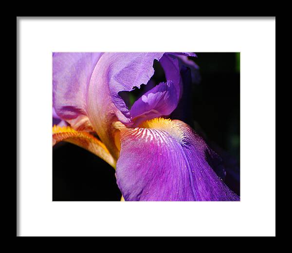 Beautiful Iris Framed Print featuring the photograph Purple and Yellow Iris Close Up II by Jai Johnson