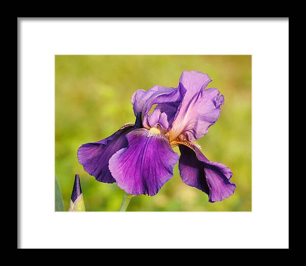 Beautiful Iris Framed Print featuring the photograph Purple and Yellow Iris by Jai Johnson