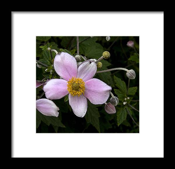 Nature Framed Print featuring the photograph Purple Anemone II by Michael Friedman