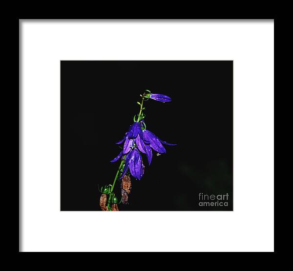 Purple Framed Print featuring the photograph Purple Beauty by Grace Grogan