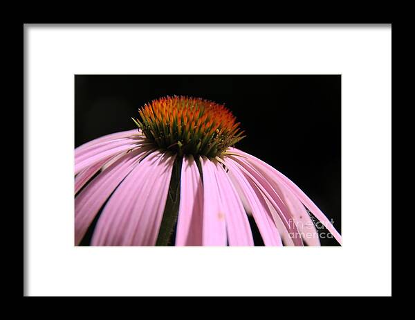 Cornflowers Framed Print featuring the photograph Purple Cornflower by Yumi Johnson
