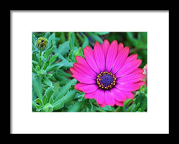 Purple Framed Print featuring the photograph Purple Daisy by Kelly Nicodemus-Miller