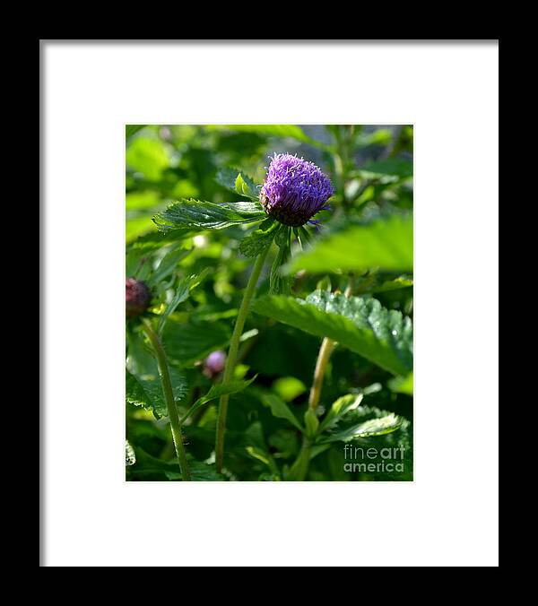 Botanical Framed Print featuring the photograph Purple Garden Flower by Eva Thomas