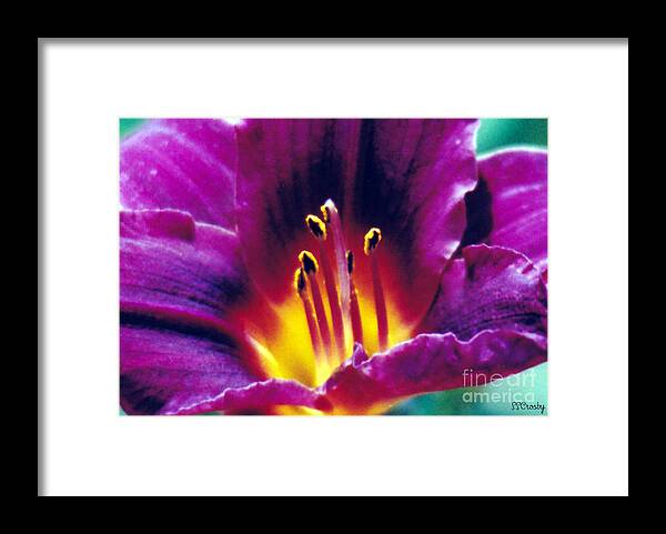 Purple Daylily Framed Print featuring the photograph Purple heat by Susan Stevens Crosby