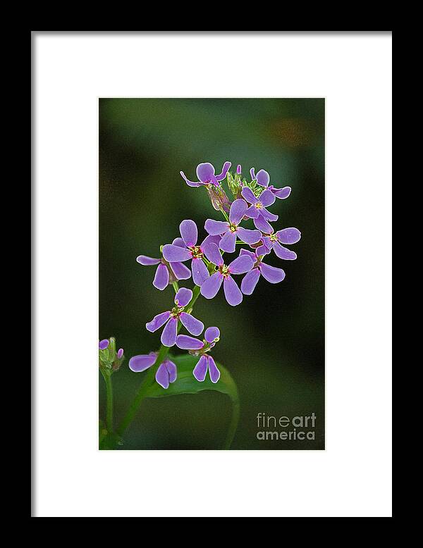 First Star Art By Jrr Framed Print featuring the photograph Purple Joy by First Star Art