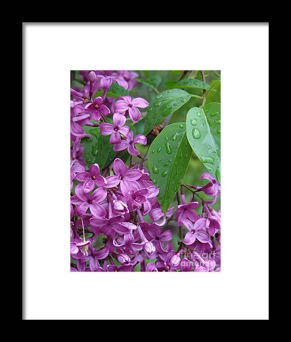 Purple Lilac Framed Print featuring the photograph Purple Lilac by Laurel Best