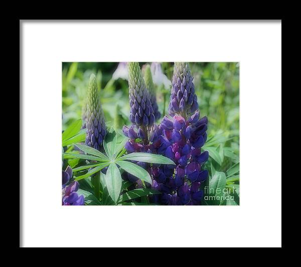 Lupine Framed Print featuring the photograph Purple Lupine Flowers In Sunshine by Smilin Eyes Treasures