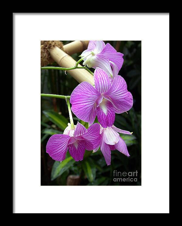 Purple Framed Print featuring the photograph Purple Orchid by Danielle Scott