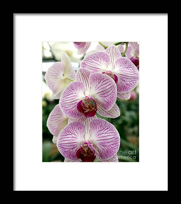 Purple Framed Print featuring the photograph Purple Orchids by Debbie Hart
