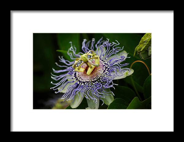 Flower Framed Print featuring the photograph Purple Passion Vine by Laurie Hasan