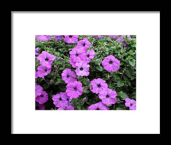 Purple Framed Print featuring the photograph Purple Petunias by RobLew Photography