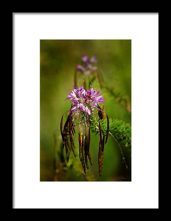 Lava Beds Framed Print featuring the photograph Purple Pizzazz by Vicki Pelham