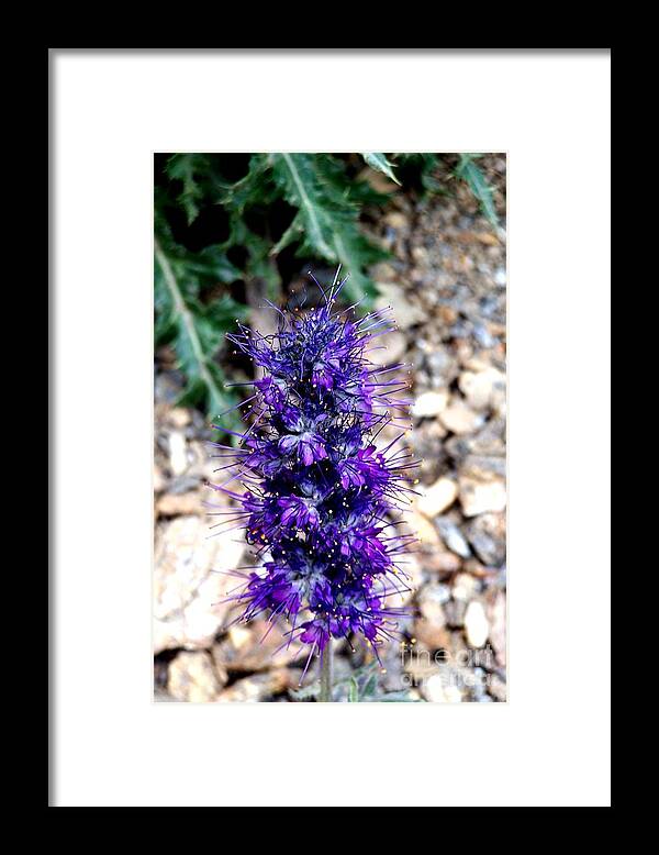 Wildflowers Framed Print featuring the photograph Purple Reign by Dorrene BrownButterfield
