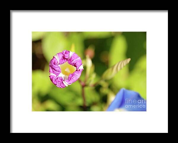 Flowers Framed Print featuring the photograph Purple Star by Ken Williams
