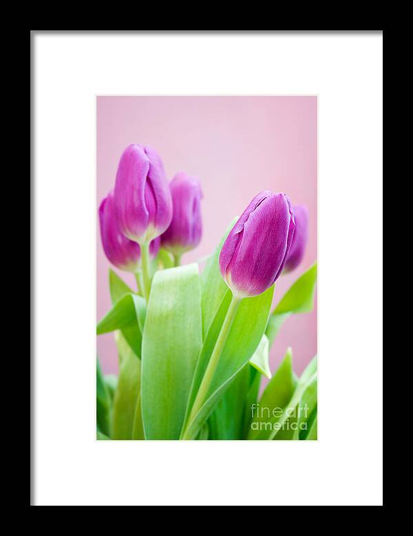 Tulip Framed Print featuring the photograph Purple tulips by Kati Finell