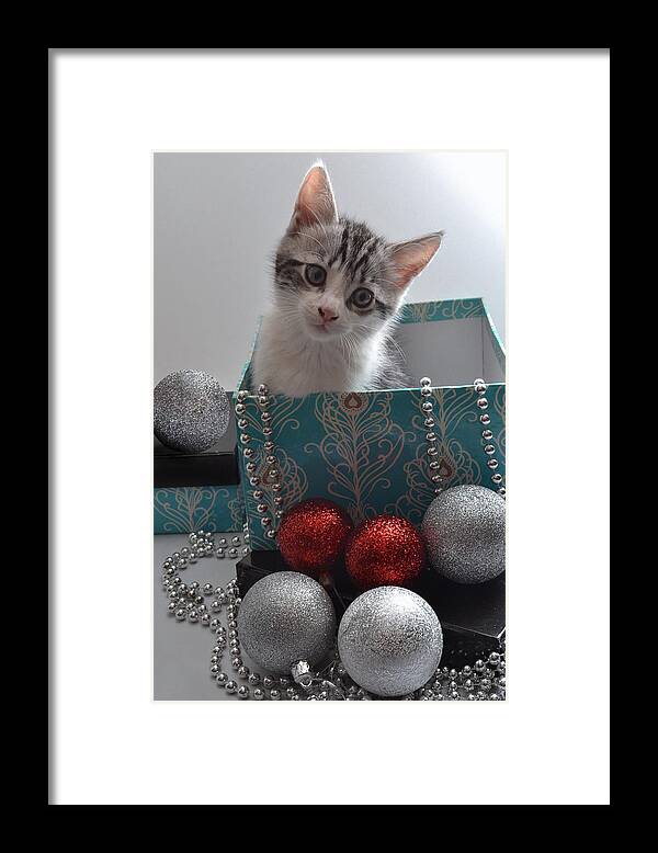 Cat Framed Print featuring the photograph Purr-fect Christmas. by Terence Davis