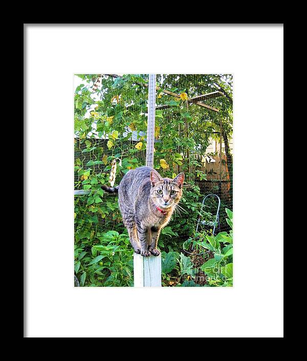 Cat Tiger Cat Framed Print featuring the photograph Purrrrrrrfect Balance by Judy Via-Wolff