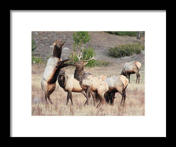 Elk Framed Print featuring the photograph Put Up Your Dukes by Shane Bechler
