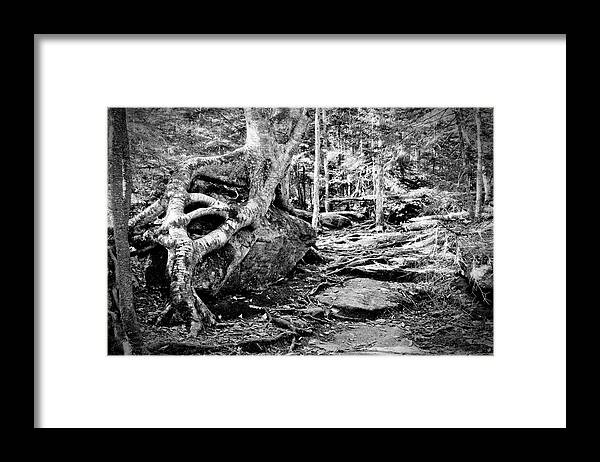 Roots Framed Print featuring the photograph Puttin Down Roots by Greg Fortier