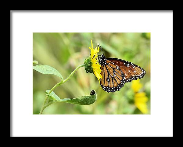 Queen Butterfly Framed Print featuring the photograph Queen for a Day by Saija Lehtonen