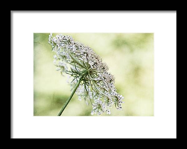 Queen Anne Framed Print featuring the digital art Queen's Lace by Margaret Hormann Bfa